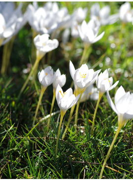 Crocus speciosus 'Albus'