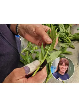 Cuttings Masterclass with Emily Allard