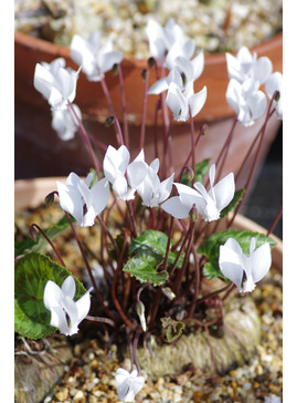 Cyclamen graecum subsp. graecum f. album