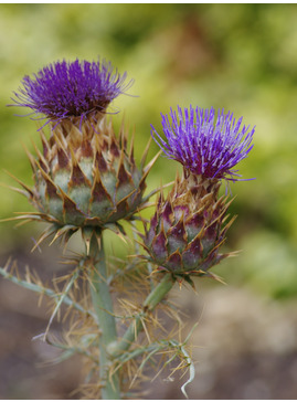 Cynara cardunculus subsp. flavescens
