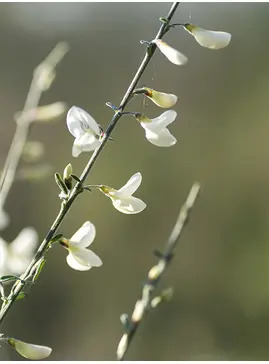 Cytisus multiflorus 