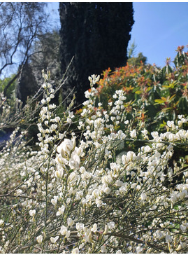 Cytisus × praecox 'Albus'