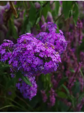 Phlox paniculata 'Jeana'