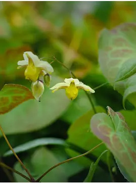 Epimedium x perralchicum 'Fr&ouml;hnleiten'