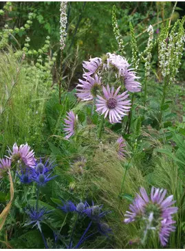 Berkheya purpurea 