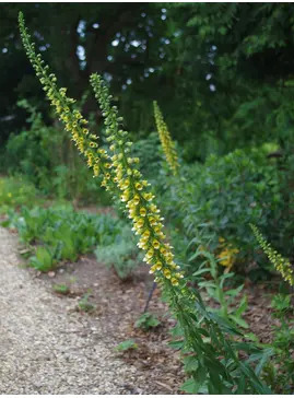 Digitalis ferruginea - Caucasus