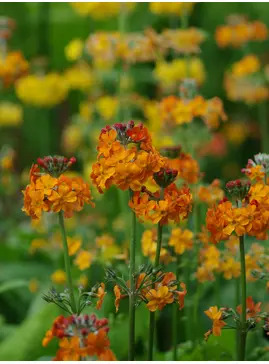 Primula x bulleesiana