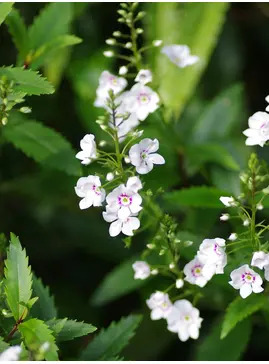 Veronica catarractae 'Avalanche'