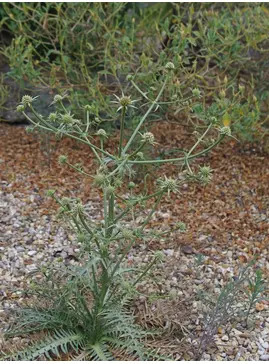 Eryngium venustum 