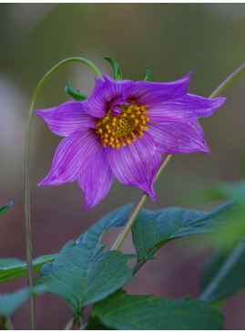 Dahlia purpusii (aff.)
