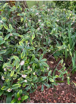 Daphne odora 'Aureomarginata'
