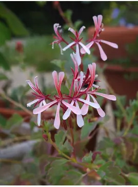 Pelargonium acetosum