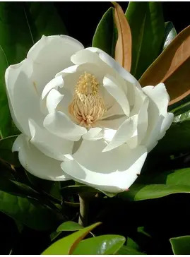 Magnolia grandiflora 'Exmouth'