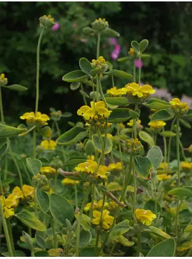 Phlomis chrysophylla
