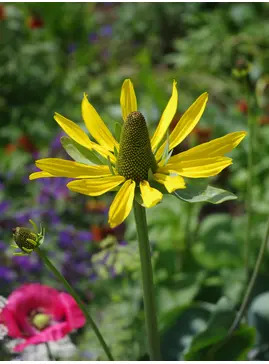 Rudbeckia maxima
