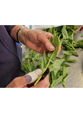 Cuttings Masterclass
