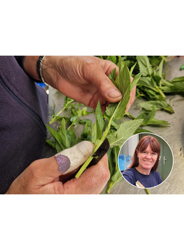 Cuttings Masterclass with Emily Allard