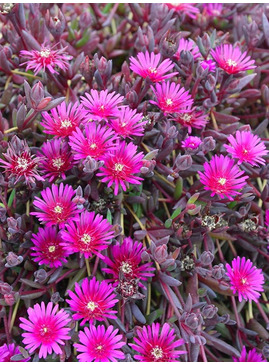 Delosperma Desert Dancers 'Purple'