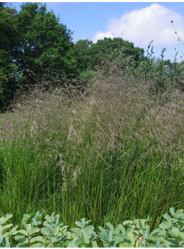 Deschampsia cespitosa 'Schottland'