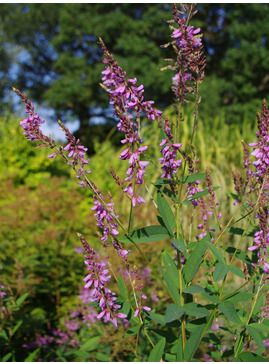 Desmodium canadense