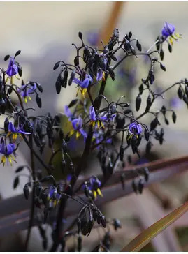 Dianella tasmanica [Blaze] ('Npw2')