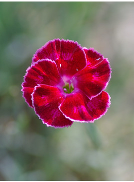 Dianthus 'Brympton Red'
