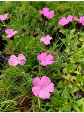 Dianthus carthusianorum 'Rupert's Pink'