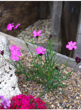 Dianthus carthusianorum 'Rupert's Pink'