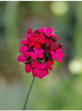 Dianthus cruentus