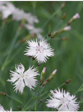 Dianthus - frilly white