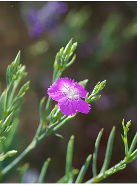 Dianthus fruticosus