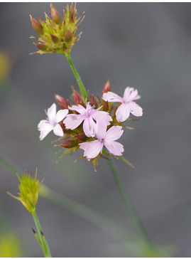 Dianthus pinifolius