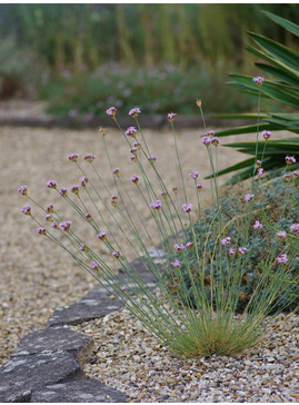 Dianthus pinifolius