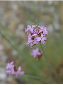 Dianthus pinifolius