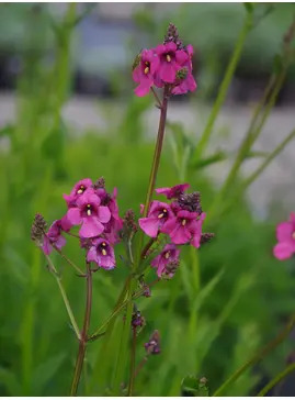 Diascia personata 'Du Toits Peak'