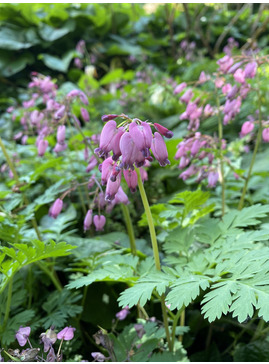 Dicentra formosa Pewter Pink