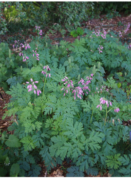 Dicentra formosa Pewter Pink