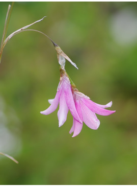 Dierama erectum