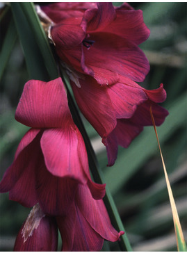 Dierama pulcherrimum 'Blackbird'