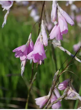 Dierama pulcherrimum pale flowered forms