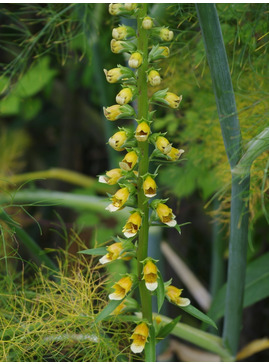 Digitalis ferruginea - Caucasus
