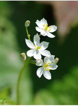 Diphylleia cymosa