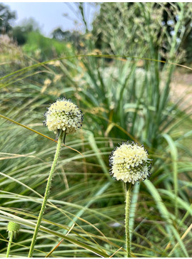 Dipsacus asper from Ghangzhou, China 1L