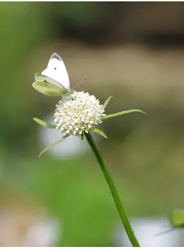 Dipsacus inermis