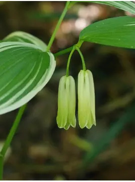 Disporum sessile 'Variegatum'