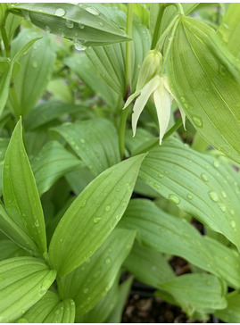 Disporum viridescens