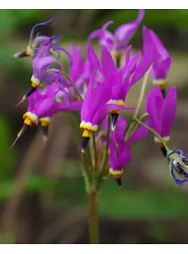 Dodecatheon meadia