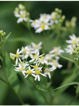 Doellingeria umbellata