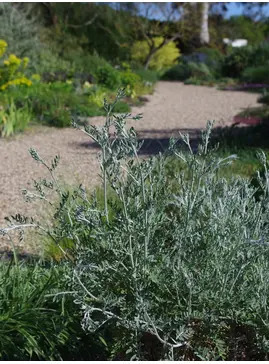 Centaurea 'Silver Feather'