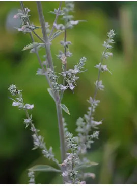 Salvia apiana
